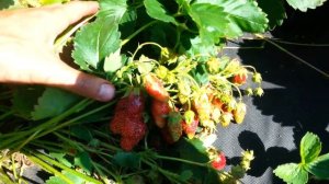 Клубника Купчиха