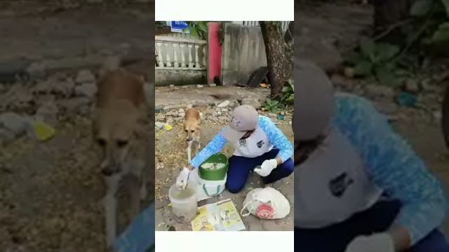 Help to Feed the Animals? смотреть онлайн