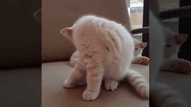 Удивительный британский котенок смотреть онлайн