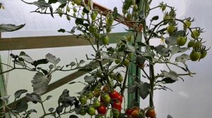 Что растёт и зреет на 1 августа. Томат черри Финик красный F1.