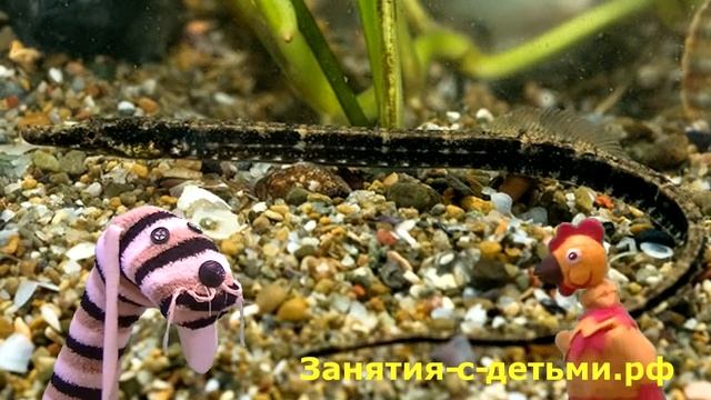 Морские обитатели. Черное море. смотреть онлайн