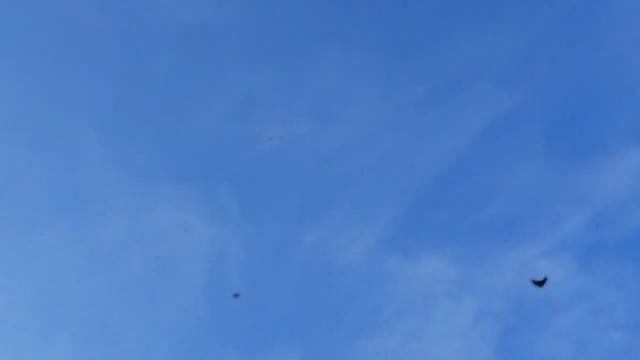 Полеты николаевских голубей 17.08.2021 телефон +380988140345 смотреть онлайн