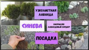 Посадка  узколистной лаванды Синева ( июнь 2022 г.)