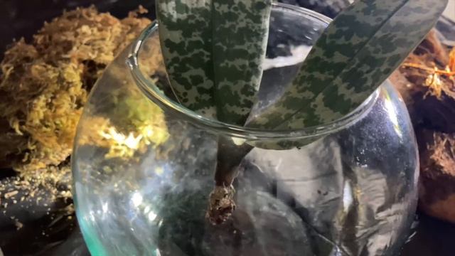 PHALAENOPSIS SCHILLERIANA смотреть онлайн