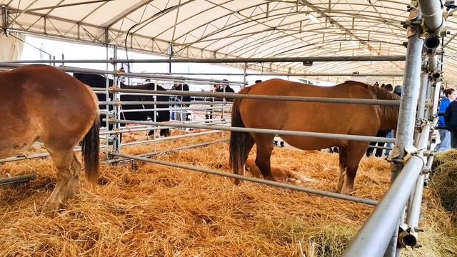 ⭐АГРО ЯРМАРКА в Италии I AGRIUMBRIA 2022 I ЦВЕТЫ. ЖИВОТНЫЕ. ТЕХНИКА I что купили? смотреть онлайн