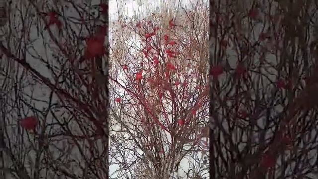 Шиповник зимой!! смотреть онлайн