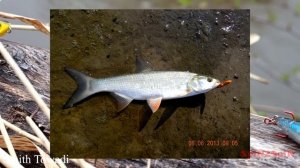 Воблеры для ловли жереха. Часть 1: топвотеры.