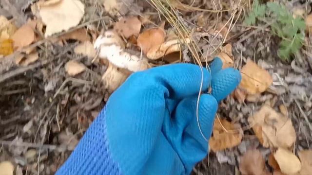 Грибы/Осенний сбор грибов/Грибная охота/Как растут грибы в Казахстане смотреть онлайн