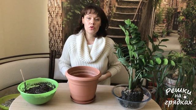 СРОЧНАЯ ПЕРЕСАДКА ЗАМИОКУЛЬКАСА! Сломали горшок! смотреть онлайн