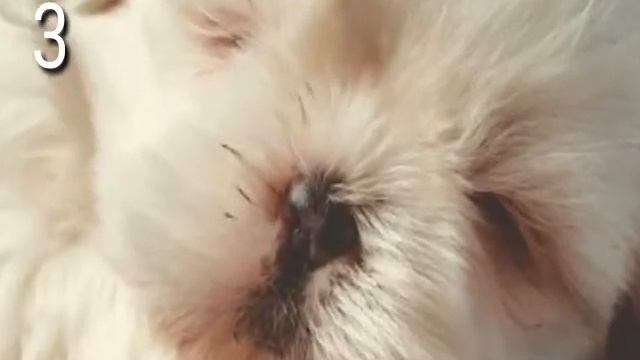 Топ-4 собак которые не линяет смотреть онлайн