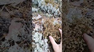 Исландский мох (цетрария) собираем в лесу