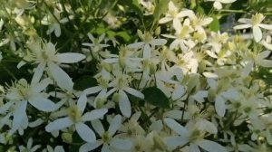 Клематис Маньчжурский. У нас во дворе