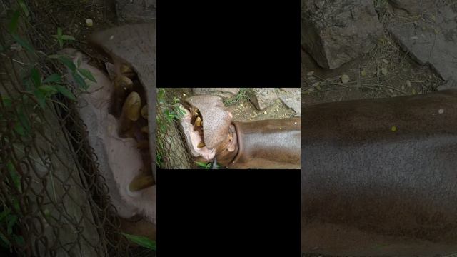 Угадайте страну?