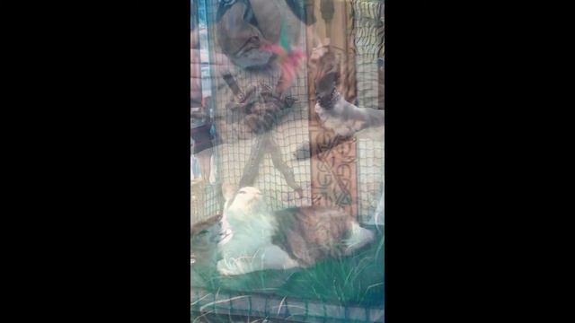 Выставка кошке "ЭкспоКот" на ВДНХ, 2015 смотреть онлайн