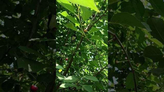 Сороченок в саду. Птенец слеток смотреть онлайн