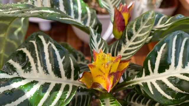 Zebra-plant | Aphelandra Squarossa | смотреть онлайн