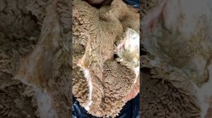 Собачья радость - говяжий рубец !