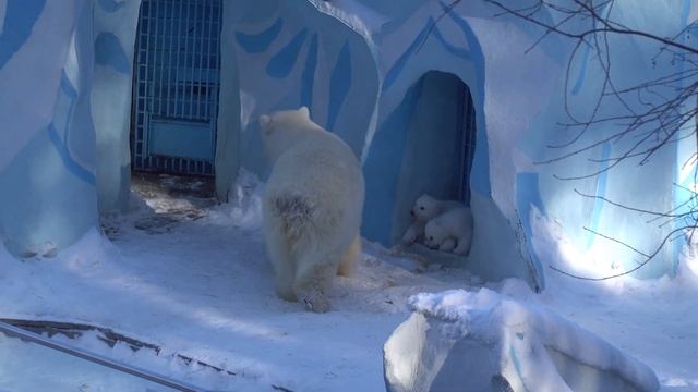 Герда с медвежатами гуляют на даче. 20.03.2023 смотреть онлайн
