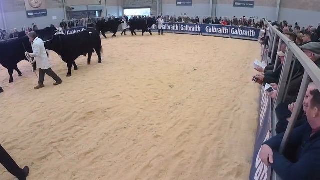 Aberdeen Angus Show at Stirling Bull Sales 9.00am Sunday 4th February '24 смотреть онлайн