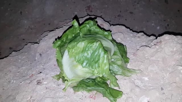 Ритуал - онлайн На новую дорогую одежду и обувь на капусту. К Высшей Тёмной Силе. смотреть онлайн