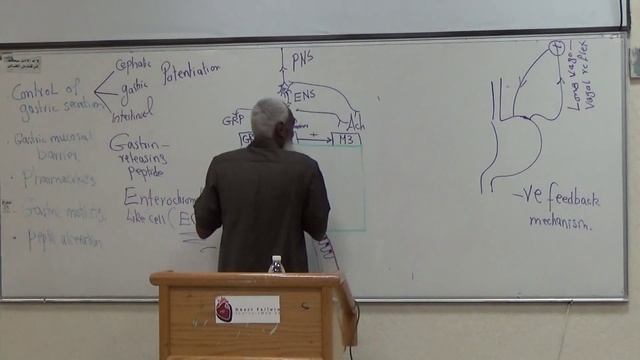 Physiology Dr.Bahaa (GIT) Lec4 - P2 смотреть онлайн