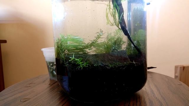 Enclosed Ecosphere with SHRIMP | You Suck At Fish Tanks смотреть онлайн