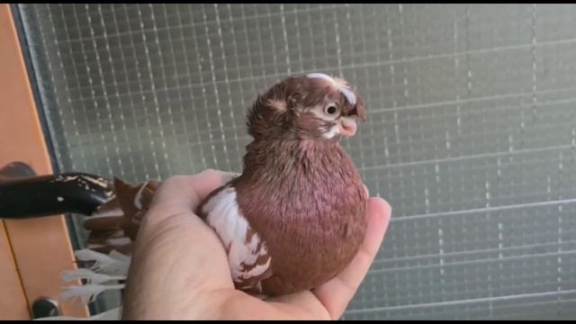 ИДЕАЛЬНАЯ КОЛЛЕКЦИЯ СЮРПРИЗ. Узбекские двухчубые голуби. Tauben. Pigeons смотреть онлайн