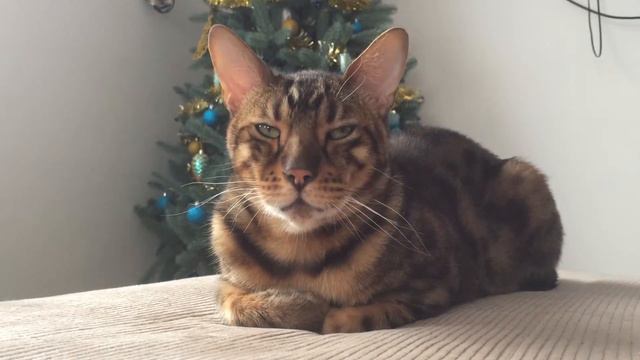 лео бенгальский кот