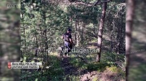 Волк напал на троих детей в Цунтинском районе
