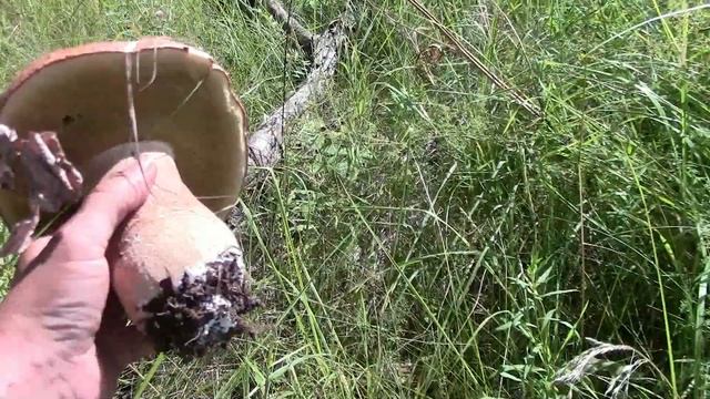 Белые грибы в июле. Тихая охота. смотреть онлайн