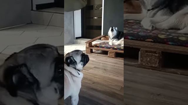 Сааааняяя Саааняяя...(18+, мат) смотреть онлайн