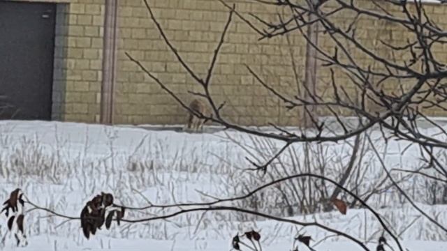 Нашествие косуль в Самарской области! #косуля смотреть онлайн