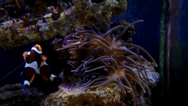 Нерест Amphiprion ocellaris в аквариуме. смотреть онлайн