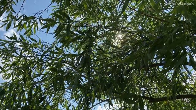 RUSSIAN VLOG моменты из поездок на летней сессии 2023 [yezhikvkedah]