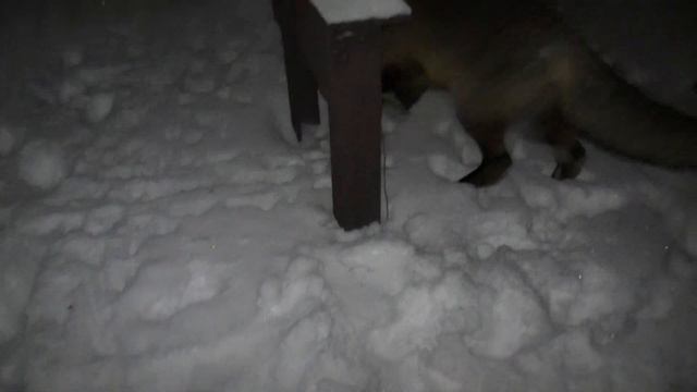 ДРУЖБА ЛИСЫ И ЧЕЛОВЕКА! (часть 2) ПРОБУЕМ ГУСЯ!) смотреть онлайн