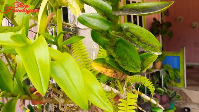 Anggrek Dendrobium Burana Jade смотреть онлайн