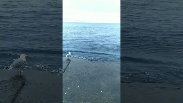 Крым. Алушта. посёлок Утёс. гора Аю-Даг (гора Медведь) Набережная смотреть онлайн