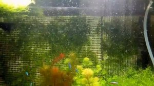 Диффузор подача co2 в аквариум