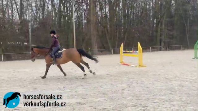 FOR SALE - 2017 mare by Cornet's Prinz - CORNELIA schooling смотреть онлайн