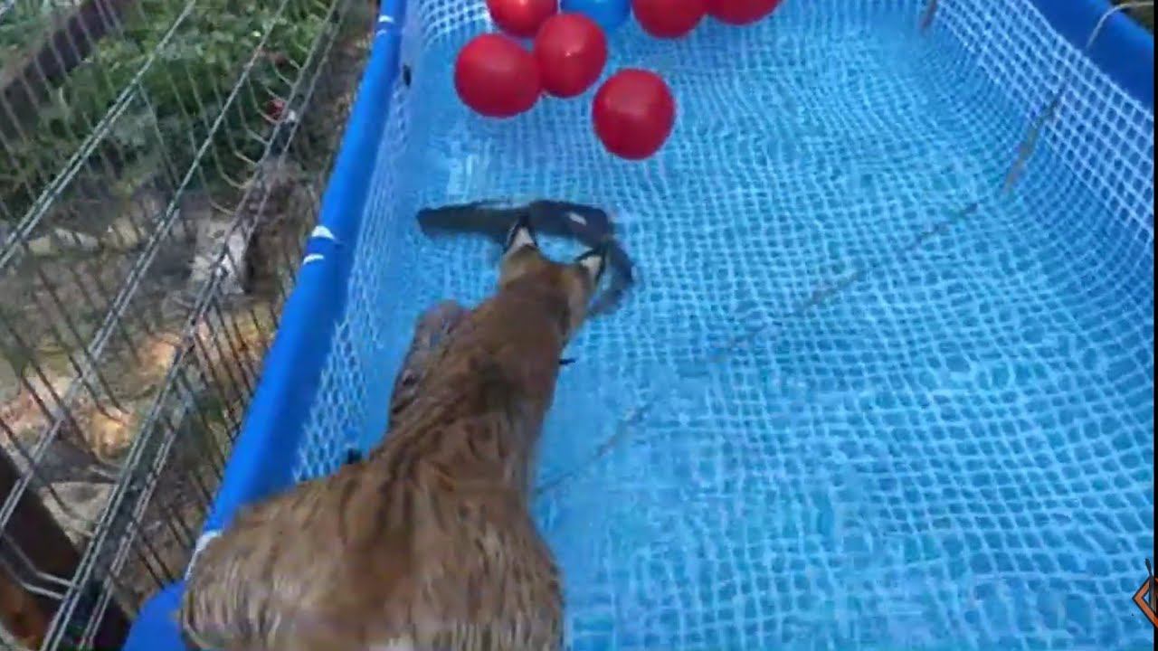 День рождения рыси Марса! 2 года