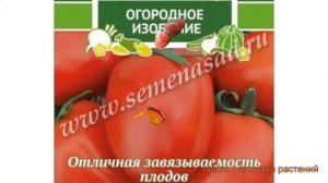 Томат обыкновенный Пионер (pioner) ? томат Пионер обзор: как сажать семена томата Пионер