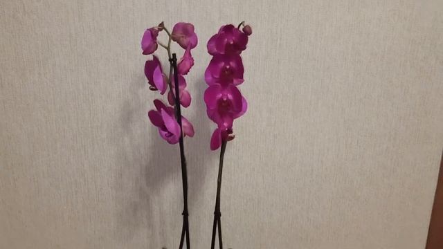 МОЙ ДЕНЬ РОЖДЕНИЯ! Что мне подарили? Обзор подарков от самых родных и близких людей. смотреть онлайн