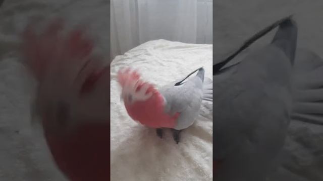 Розовый какаду Дюша смотреть онлайн