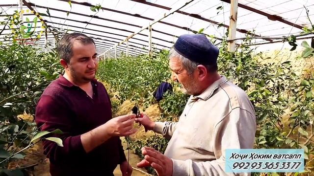 Обрезка Лимон ва Тортанак Тарзи кори ва дигар маьлумотхои зарури . смотреть онлайн