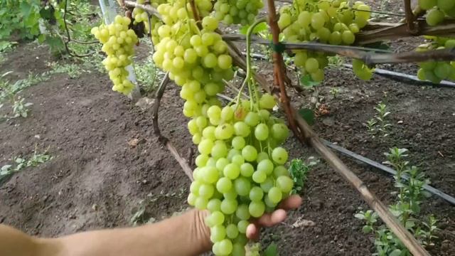 Огляд та дегустація деяких виноградних форм на моєму винограднику станом на 16.08.22р. смотреть онлайн