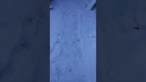 Как кормить поросят/Варим кашу для свиней.