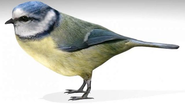Nightingale bird 3D model from CGTrader.com смотреть онлайн