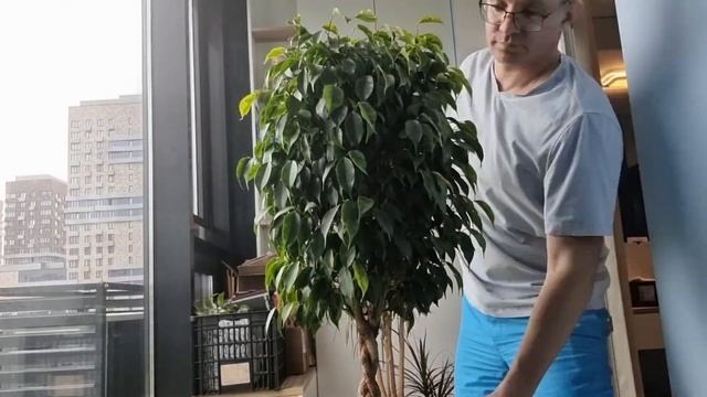 Обрезка фикуса Бенджамина, формирование его кроны смотреть онлайн
