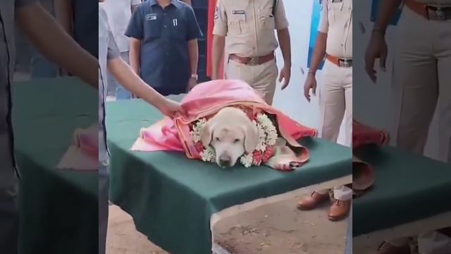 Индийская полиция устроила вечеринку по случаю выхода на пенсию лабрадора-ретривера по кличке Тара,