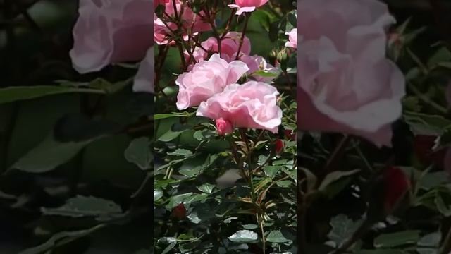 ボニカ82 Bonica’82 #shorts смотреть онлайн